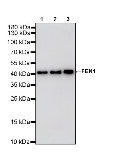 FEN1 Rabbit Polyclonal Antibody