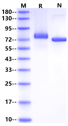 Transferrin His Tag Protein, Mouse