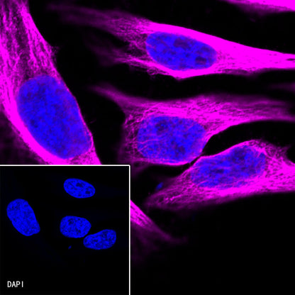 Goat anti-Rabbit IgG (H+L) (Alexa Fluor® 647 Conjugate)