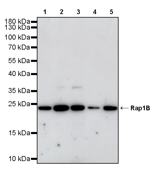 Rap1B Rabbit Polyclonal Antibody