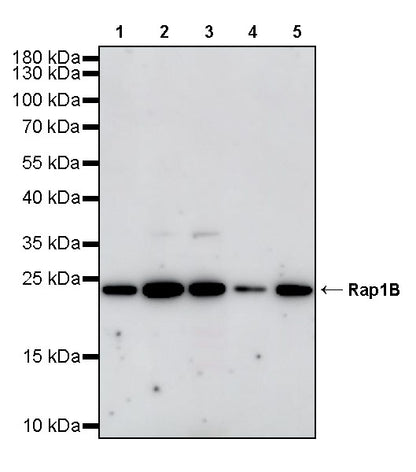 Rap1B Rabbit Polyclonal Antibody