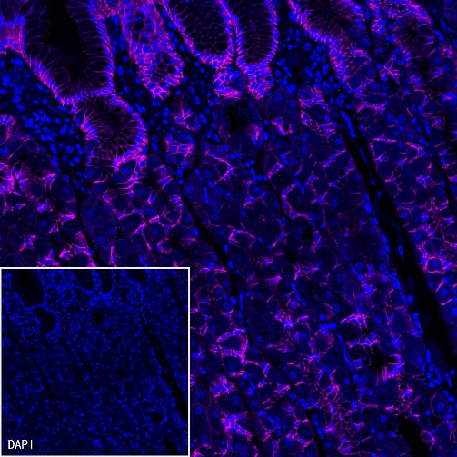 Goat Anti-Rabbit IgG (H+L) (min X Hu Sr Prot), F(ab')2 Fragment (Alexa Fluor® 647 Conjugate)