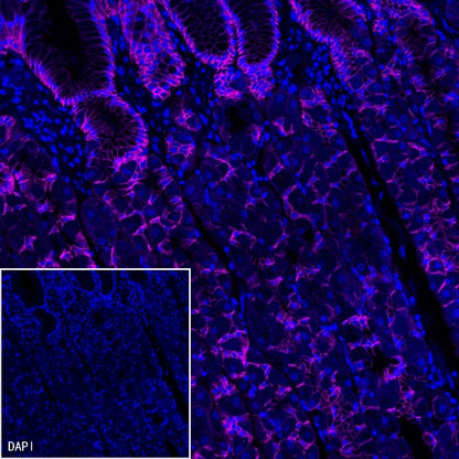 Goat Anti-Rabbit IgG (H+L) (min X Hu Sr Prot), F(ab')2 Fragment (Alexa Fluor® 647 Conjugate)