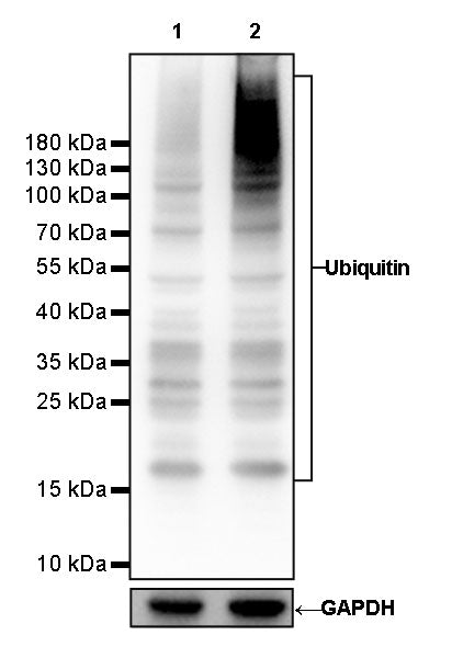 Ubiquitin Rabbit mAb (SDT-R095)