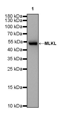 MLKL Recombinant Rat mAb (SDT-R195)