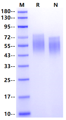 CD55/DAF His Tag Protein, Human