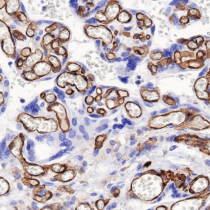 FcγRIIB Recombinant Rabbit mAb (S-R335)