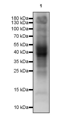 S-RMabMixTM Fumaryllysine Rabbit mAb