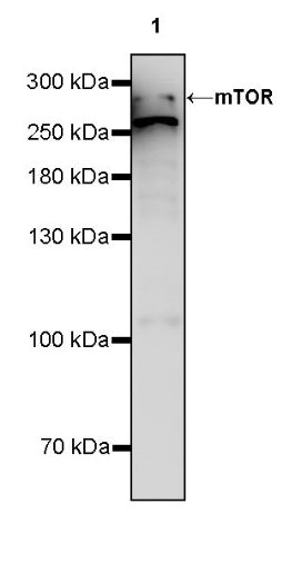 mTOR Recombinant Rabbit mAb (S-698-228)