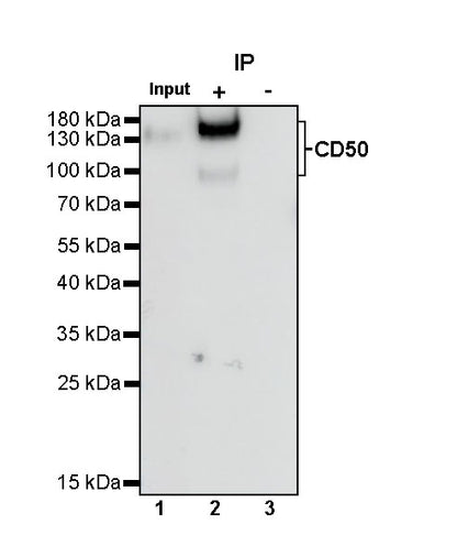 CD50 Rabbit Polyclonal Antibody