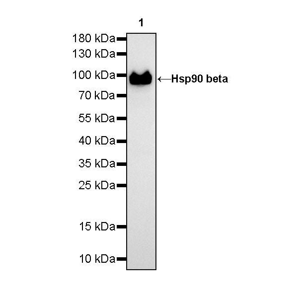 Product image media
