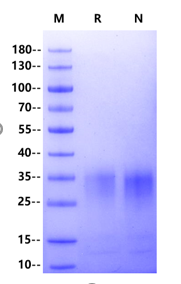 IL-13 His Tag Protein, Human