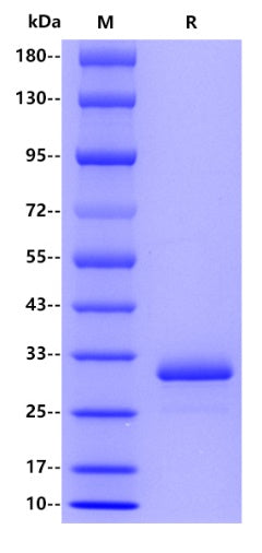 Human IgG4 Fc protein
