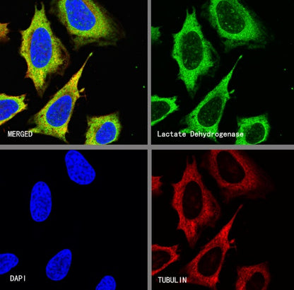 Lactate Dehydrogenase Rabbit Polyclonal Antibody
