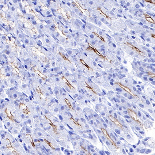 MUC1/EMA Mouse mAb (SDT-777-37)