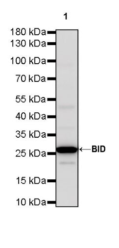 BID Recombinant Rabbit mAb (S-R300)
