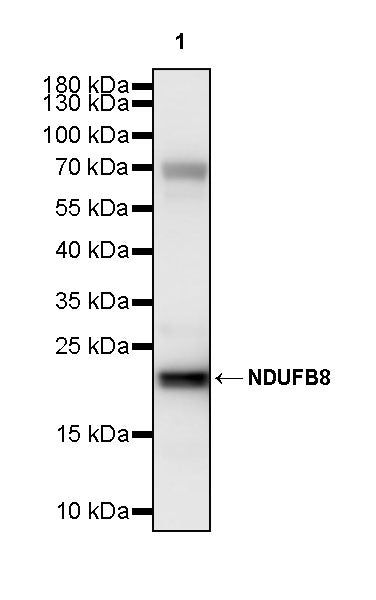 NDUFB8 Recombinant Mouse mAb (S-M0007)