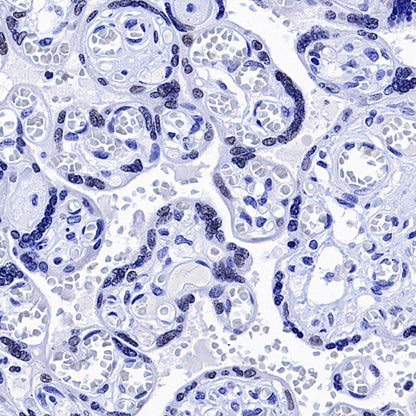 CEBPA Recombinant Rabbit mAb (S-3629-33)