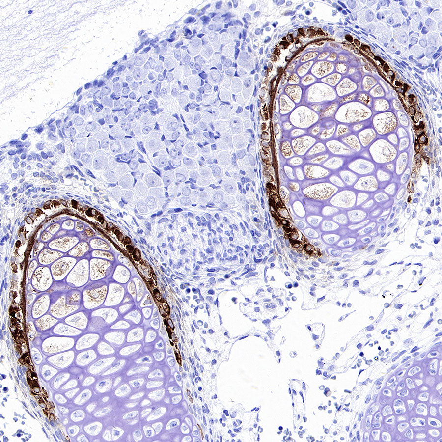 BSP II Recombinant Rabbit mAb (SDT-3508-1)