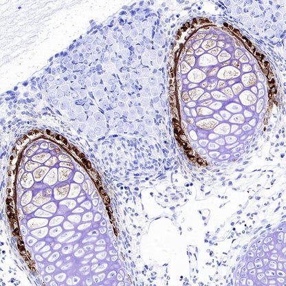 BSP II Recombinant Rabbit mAb (SDT-3508-1)