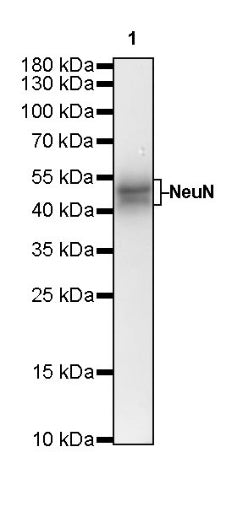 NeuN Recombinant Rabbit mAb (S-392-1)