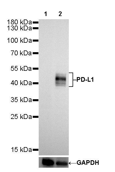 PD-L1 Recombinant Rabbit mAb,PBS Only (SDT-R017)