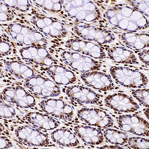 HuR/ELAVL1 Recombinant Rabbit mAb (S-2357-20)
