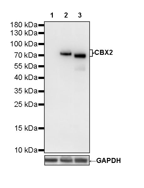 CBX2 Recombinant Rabbit mAb (S-4357-7)