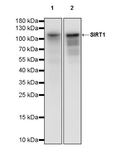 SIRT1 Recombinant Rabbit mAb (S-1886-15)