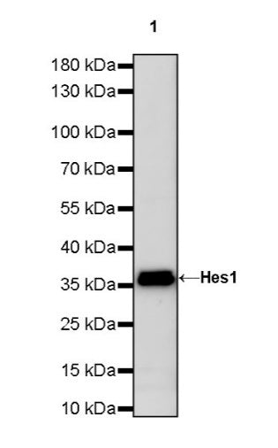 Hes1 Recombinant Rabbit mAb (S-780-211)