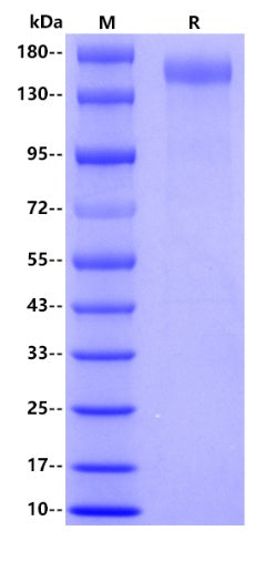 Human CD11b, His tag