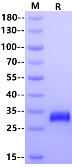 IGFBP-6 Protein, Mouse