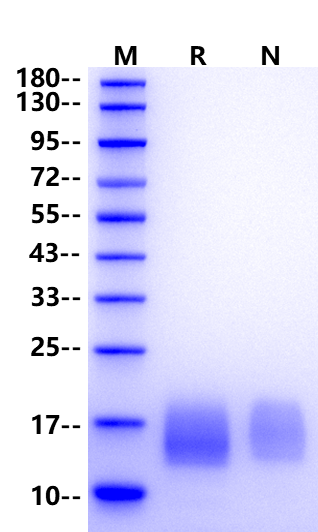 BCMA/TNFRSF17 His Tag Protein, Human