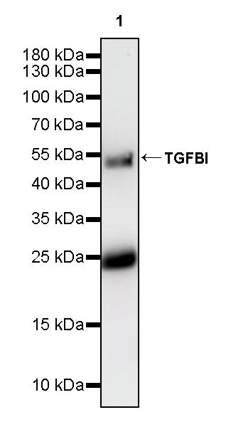 TGFBI / BIGH3 Mouse mAb