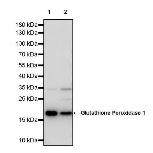 Glutathione Peroxidase 1 Recombinant Rabbit mAb (S-1714-17)