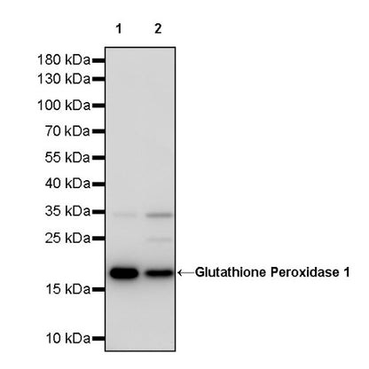 Glutathione Peroxidase 1 Recombinant Rabbit mAb (S-1714-17)