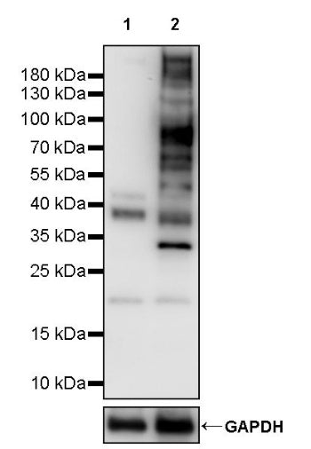 Phospho-Akt Substrate (RXRXXS*/T*) Recombinant Rabbit mAb (S-2624-20)