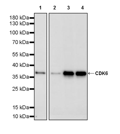 CDK6 Recombinant Rabbit mAb (S-4090-71)