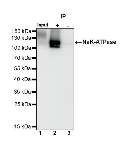 NaK-ATPase Recombinant Rabbit mAb (S-1373-39)