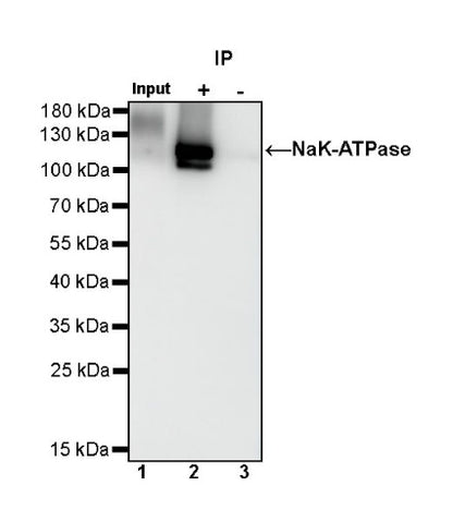 NaK-ATPase Recombinant Rabbit mAb (S-1373-39)