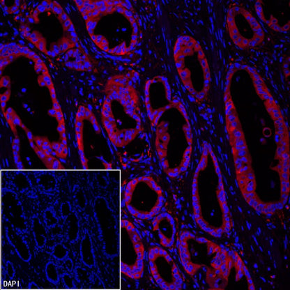 FASN Recombinant Rabbit mAb (PE Conjugate) (S-682-32)