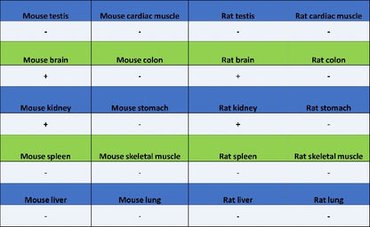 Synaptopodin Recombinant Rabbit mAb (SDT-3331-4)