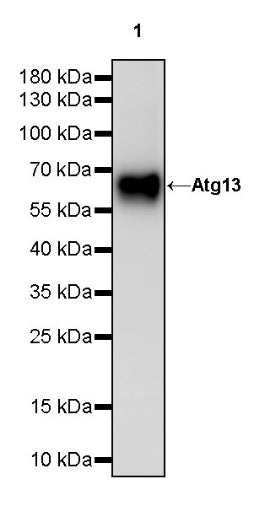Atg13 Recombinant Rabbit mAb (S-2534-22)