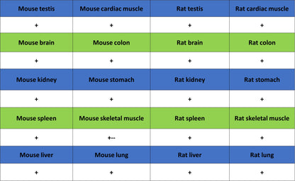 HSP60 Recombinant Mouse mAb (S-5385)