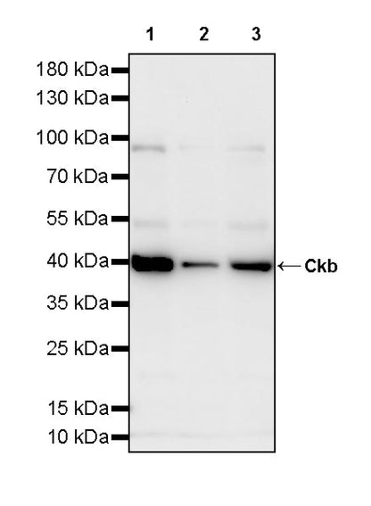 Ckb Rabbit Polyclonal Antibody