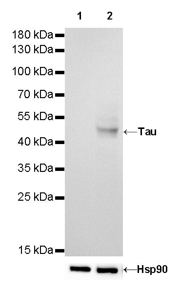 Tau Recombinant Rabbit mAb (SDT-171-67)