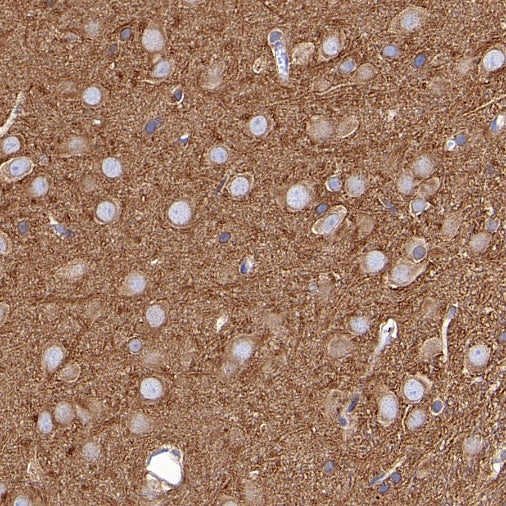 α-tubulin Recombinant Mouse mAb (S-364-23HL)