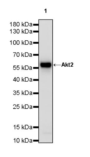 AKT2 Recombinant Rabbit mAb (S-3256)