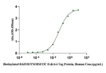 Biotinylated BAFFR/TNFRSF13C Fc&Avi Tag Protein, Human