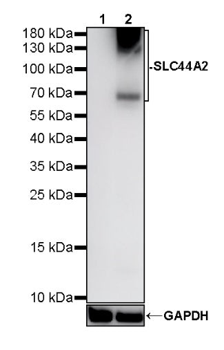 SLC44A2 Recombinant Rabbit mAb (S-4150-4)